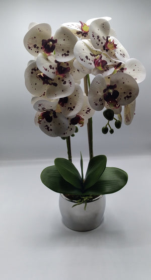 Phalaenopsis Floral Arrangement in White & purple splash