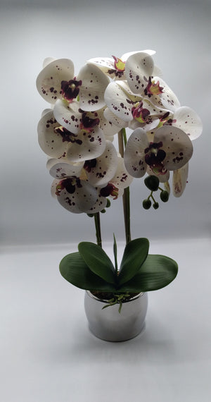 Phalaenopsis Floral Arrangement in White & purple splash