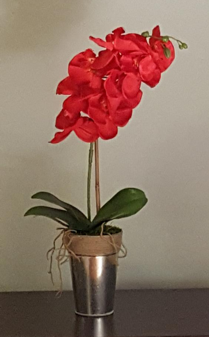 Red Phalaenopsis Orchid