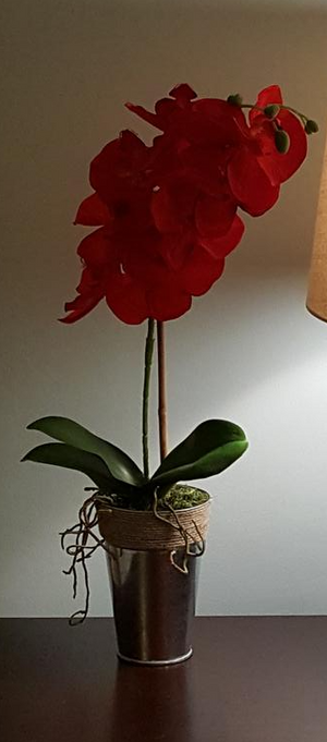 Red Phalaenopsis Orchid