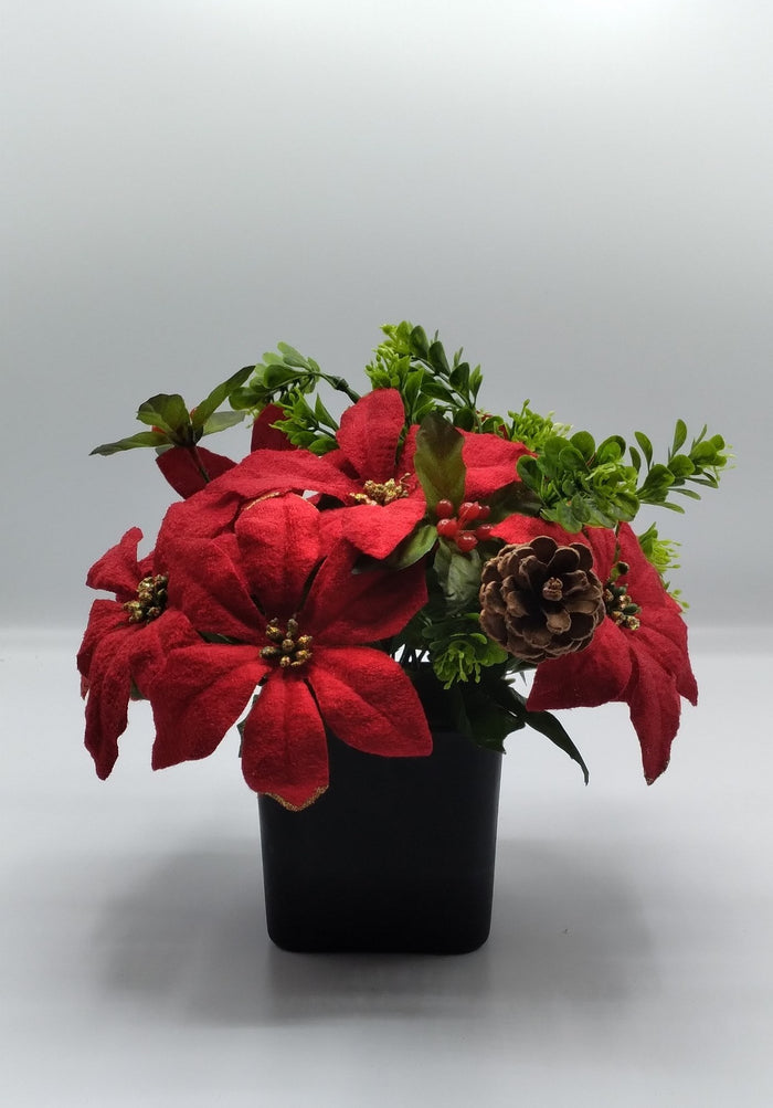 Red Velvet Poinsettia