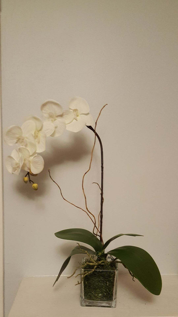 Simple Orchid