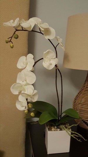 White potted Orchid