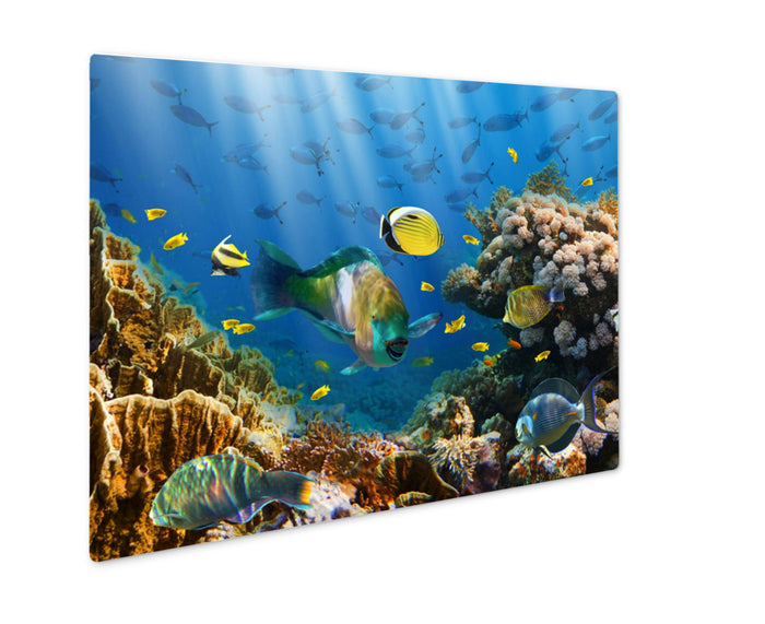 Coral And Fish In The Red Sea Egypt