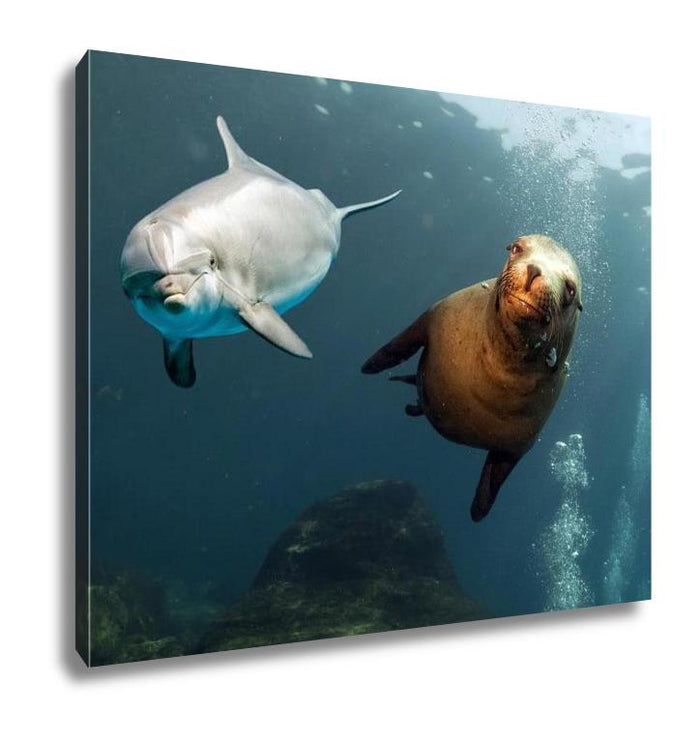 Dolphin And Sea Lion Underwater