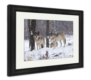 Framed Print, Lone Timber Wolf In A Snow Storm