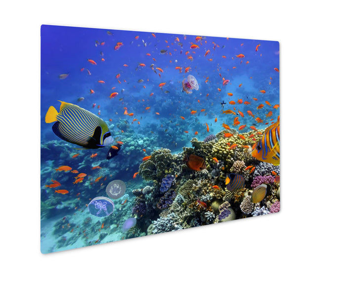Coral Reef And Tropical Fish In The Red Sea Egypt