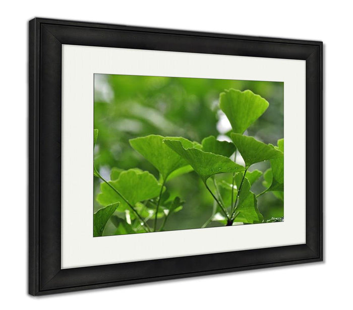 Chapel Hill Ginko Leaves