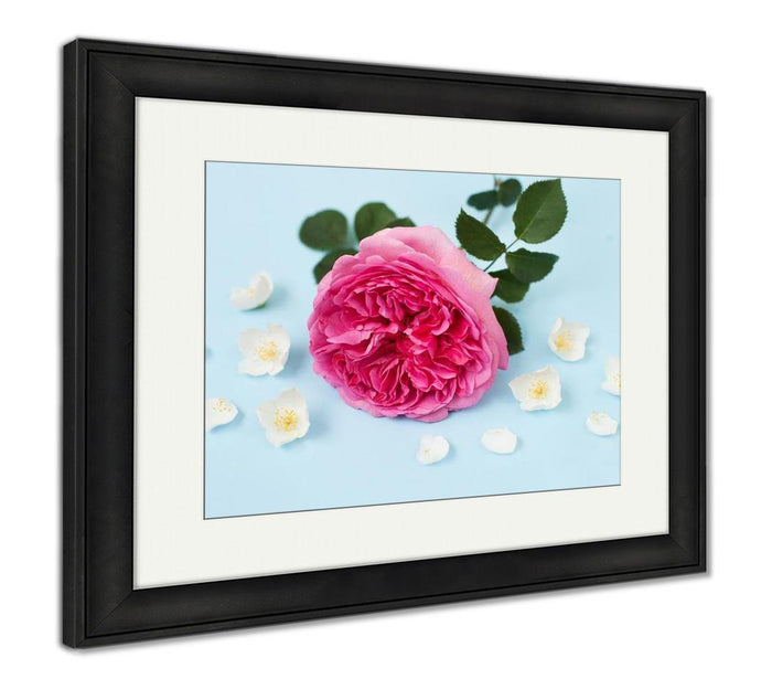 Framed Print, Princess Alexandra Of Kent Rose Jasmine Flowers And Petals On Blue Backgroung